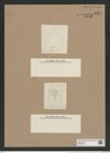 Melosira sulcata var. multiforica Grun. (de-Toni-Nr.: Genus 213, Species 5403) Zeichnungen Sammlung Grunow Nr. 9294 (NHMW-BOT-W0379094)